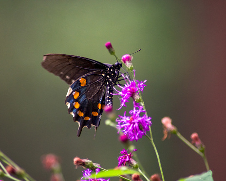 A gorgeous black, blue, orange, and cream colored butterfly pollinating a vivid purple Giant Ironweed.