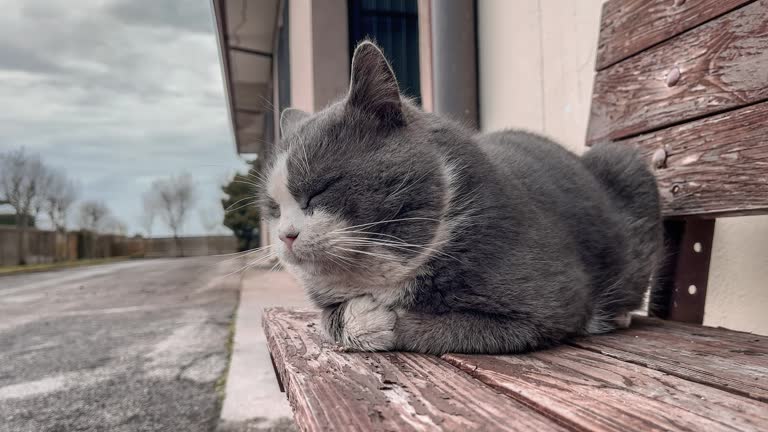 Gray and White Cat Sitting on Wooden Bench