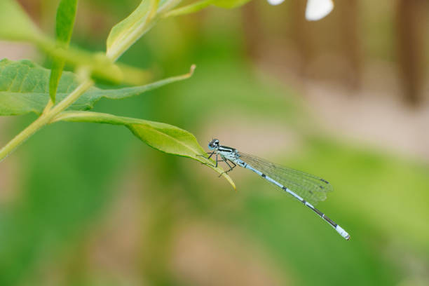 The blue cube bearing dragonfly is sitting on a leaf of grass