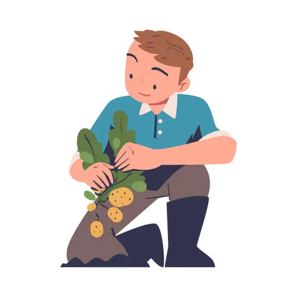 Vector illustration of Young Man Harvesting Picking and Gathering Ripe Potato from Soil Vector Illustration