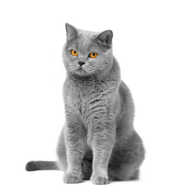 istock Purebred British Shorthair cat isolated on white background 2075864706