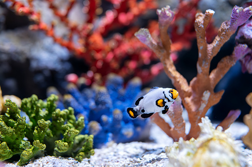 Colorful Coral Reef Teeming with Exotic Fish. Lively and colorful coral reef in a vibrant underwater world. Diverse array of tropical fish swimming freely in their aquatic environment, creating a mesmerizing scene for nature and animal enthusiasts alike. Clownfish in the tank.