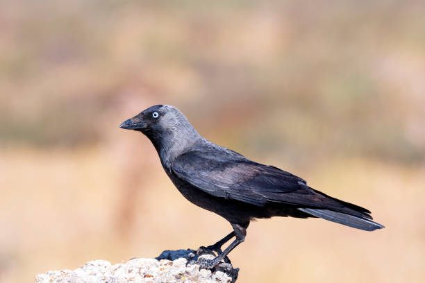 istock Western jackdaw drinking water in a pond. 2075872644