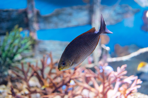 Colorful Coral Reef Teeming with Exotic Fish. Lively and colorful coral reef in a vibrant underwater world. Diverse array of tropical fish swimming freely in their aquatic environment, creating a mesmerizing scene for nature and animal enthusiasts alike.