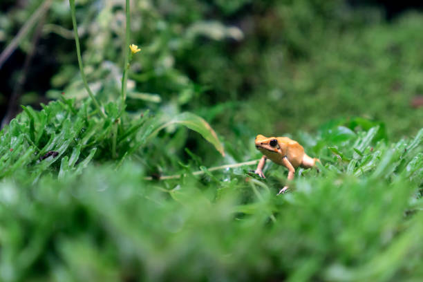 Tree Frog in its Lush Natural Habitat. Featuring a vibrant tree frog thriving in its natural habitat. The essence of wildlife as the amphibian rests on a lush green leaf, surrounded by the rich hues of a tropical rainforest.