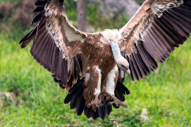 istock Griffon vulture landing on the meadow. 2075873193