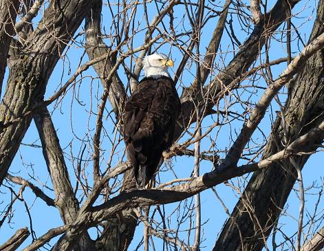 Bald Eagle perched high up in tree at Loess Bluffs National Wildlife Refuge. Taken on a sunny February day in northern Missouri.