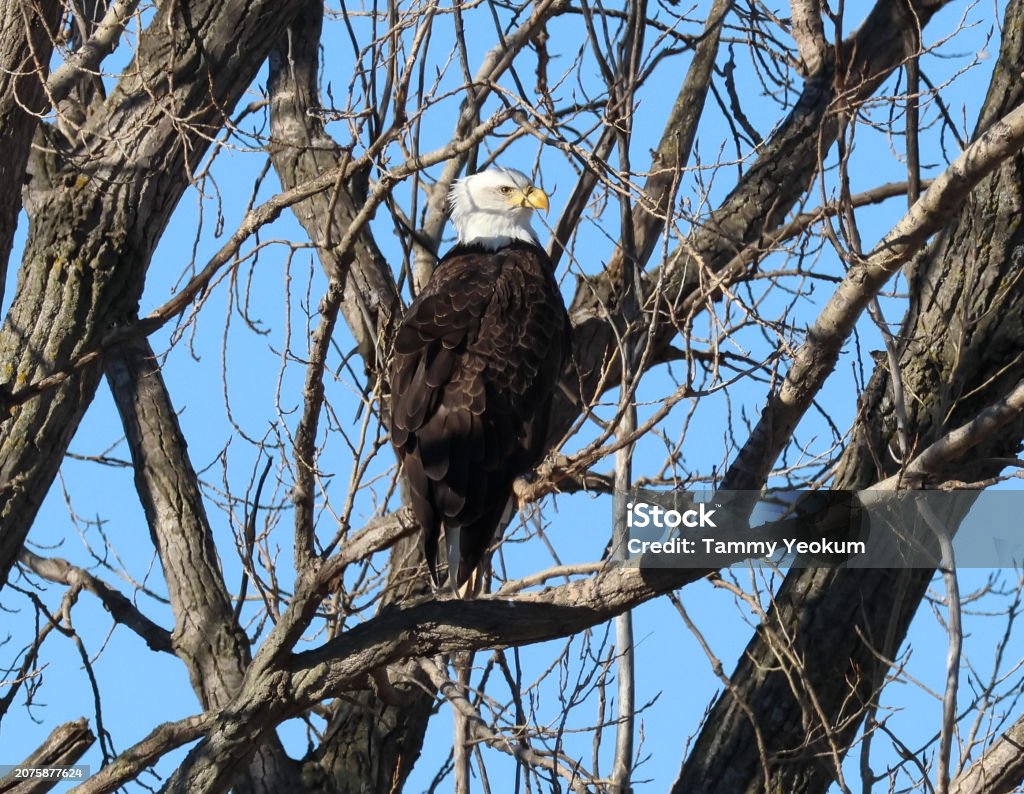Eagle Tree Bald Eagle Perched In Tree Stock Photo - Download Image Now - Animal ...