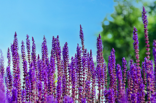 Beautiful fresh purple sage flowers in a field. Natural background. Purple flowers against clear blue sky, selective focus