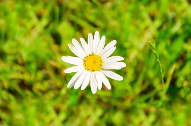 White daisies in a green field, summer meadow scene.