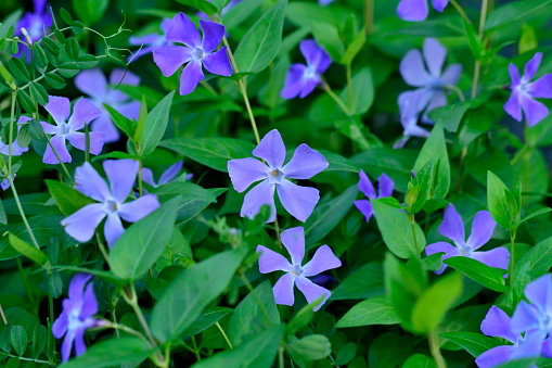 Blue morning glory (Ipomea tricolor) 'Heavenly Blue'. Convolvulaceae perennial plants native to tropical America. Background material of seasonal flowers.