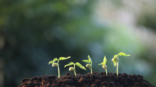 istock bean sprout growing macro close up agriculture plant planting 2075886484