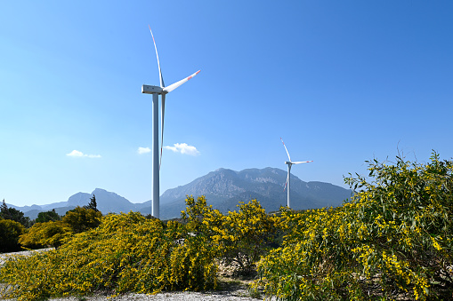 Green meadow field with wind turbines or mills. Environmental conservation and renewable energy.