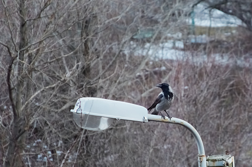 crow sits on top of a lamppost.
