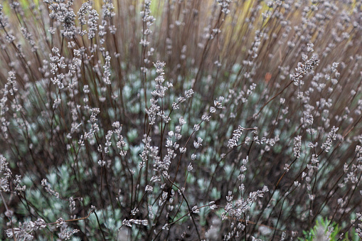 Frost-covered lush lavender bush in the autumn garden.