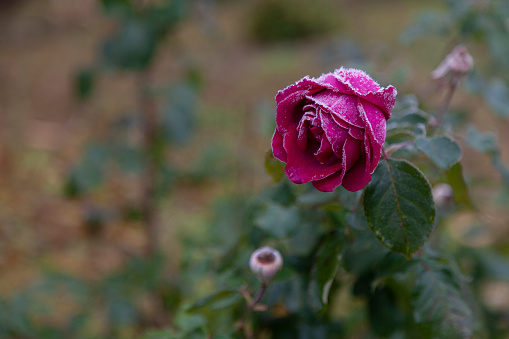 Frost-covered burgundy rose bud in the autumn garden.