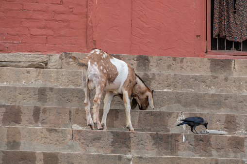 Goat and Bird on the stair steps in Varanasi, India