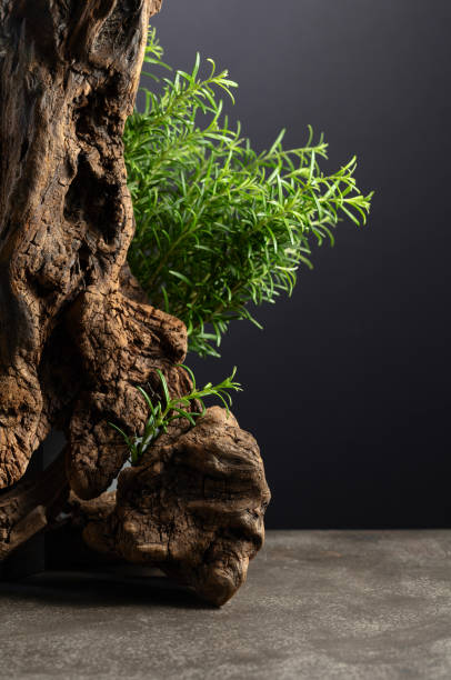 istock Fresh rosemary with old snag on a grey stone background. 2075906994