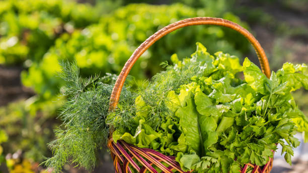 istock Fresh lettuce leaves lie in a basket on the bed 2075915580