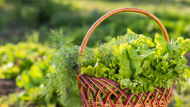 istock Fresh lettuce leaves lie in a basket on the bed 2075916629