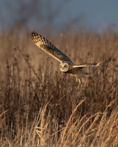 istock Short-eared Owl Hunting 2075917693