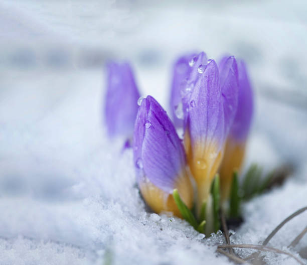 istock Crocus in the snow-covered garden 2075923522