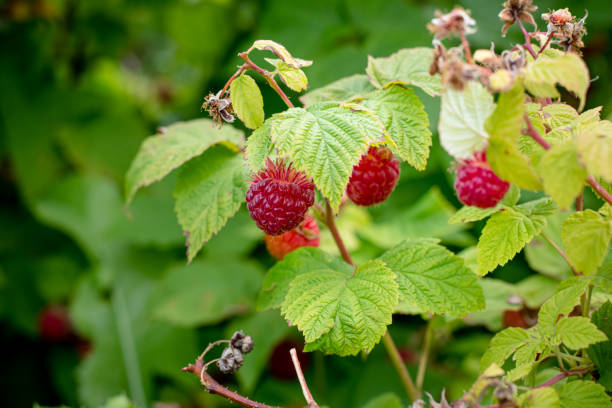 Free Stock Photo of Wild Raspberry Bush | Download Free Images and Free ...