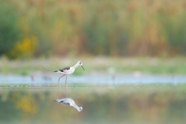 la saison estivale dans les zones humides, paysage d’art (himantopus himantopus) - stilts photos et images de collection