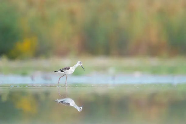 young black winged stilt in the summer season