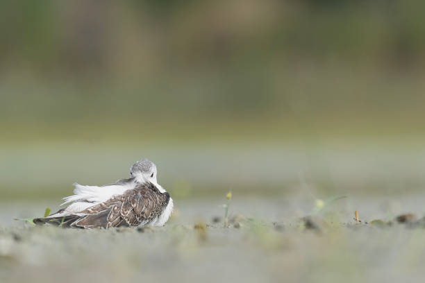 istock Resting time, the black winged stilt on the beach (Himantopus himantopus) 2075930372