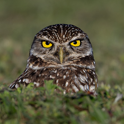 Burrowing Owl half out of it's underground burrow, staring directly at the viewer with piercing yellow eyes.