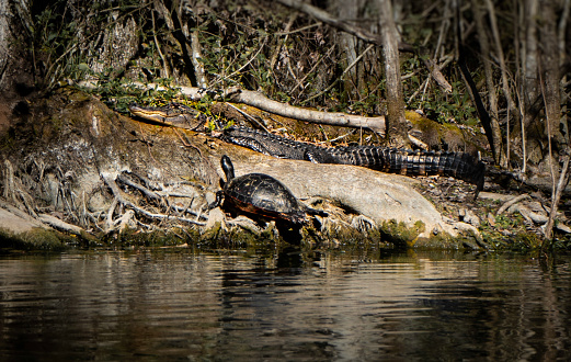 A juvenile American Alligator and a Painted Turtle sun themselves on the banks of an offshoot of the Silver River in Silver Springs State Park, Florida