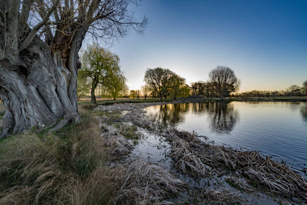 istock Grasses and reeds waiting to sprout under and old willow tree 2075950571