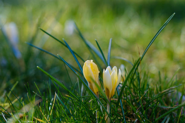 beautiful spring flowers yellow crocuses. selective focus, macro photo
