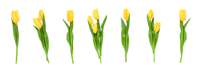 Set isolated tulips single and bouquets on white background with clipping path. Flowers objects for design, advertising, postcards. Spring blossom nature layout, beautiful flowers. Mockup.