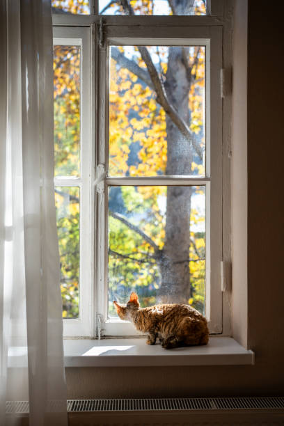 Devon Rex cat sitting on windowsill looking at window on yellow autumn trees. Colorful tabby pet cat resting relaxing at home. Curious animal watching what happening around on street in sunny day.