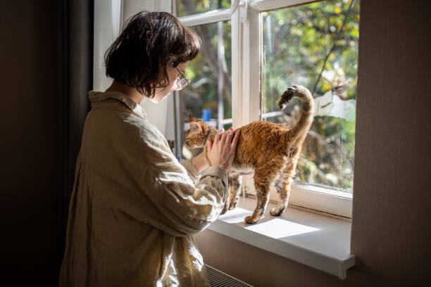 istock Pet owner woman stroking petting cat devon rex on sunlight windowsill at home enjoying communication 2075955423