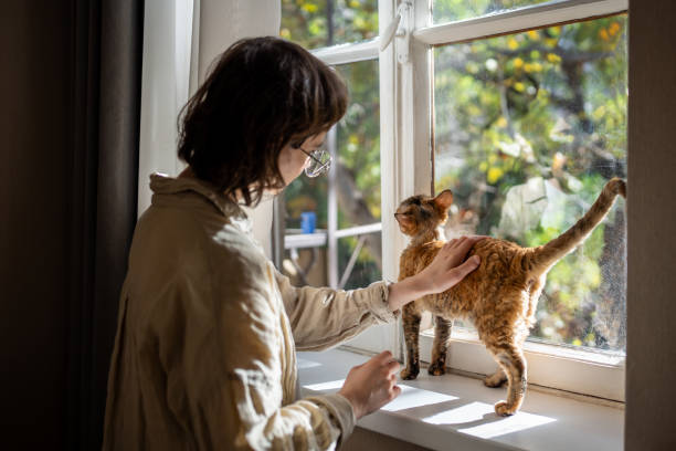istock Woman stroking petting Devon Rex cat on windowsill at home enjoying communication. Pet lover. 2075955424