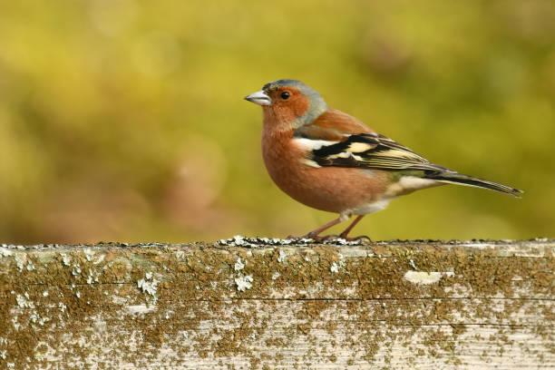 istock Male Chaffinch Bird 2075958102