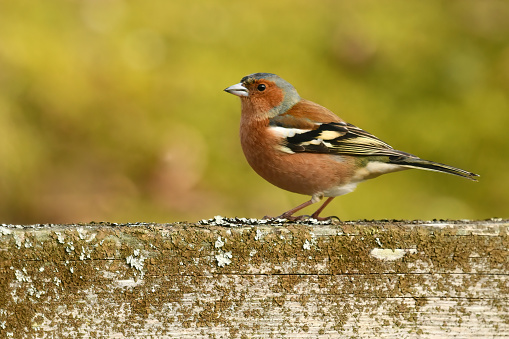 Male Chaffinch Bird \n\nPlease view my portfolio for other wildlife photos