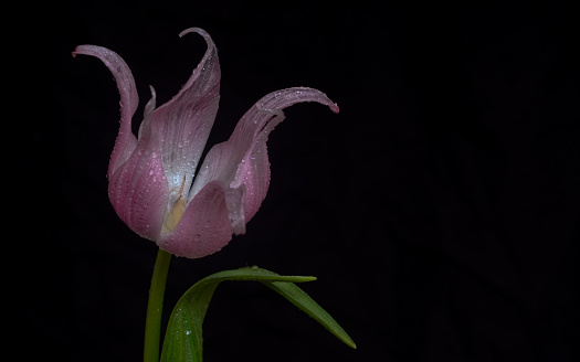 A red parrot tulip isolated against a background.