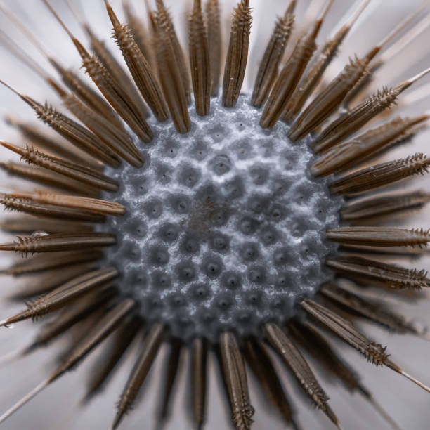 istock beautiful dandelion flower seed in springtime 2075980539