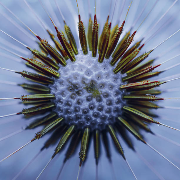 istock beautiful dandelion flower seed in springtime 2075980548