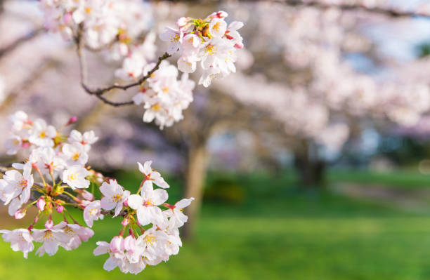 istock Cherry blossoms in full bloom in the park 2075995987