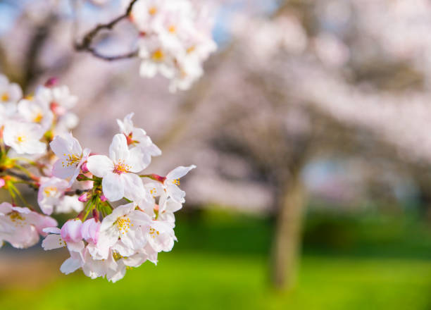 istock Cherry blossoms in full bloom in the park 2075995990