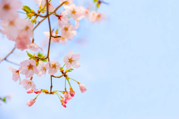 istock Cherry blossoms and blue sky and copy space 2075995994