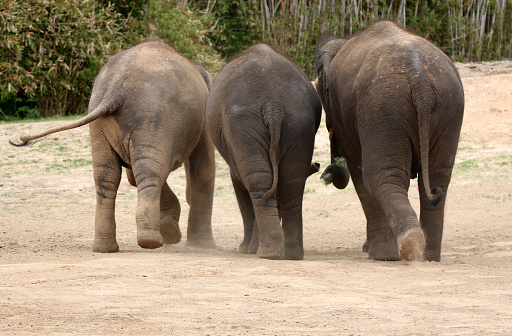 three young elephants walking away together