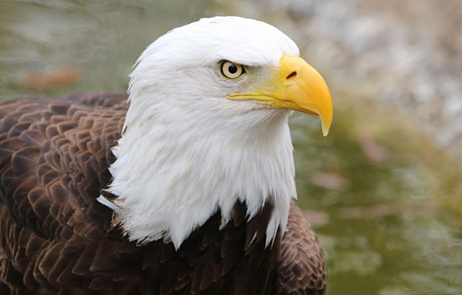 Bald Eagle perched near the nest keeping watch for predators and pests in rural Montana, USA.