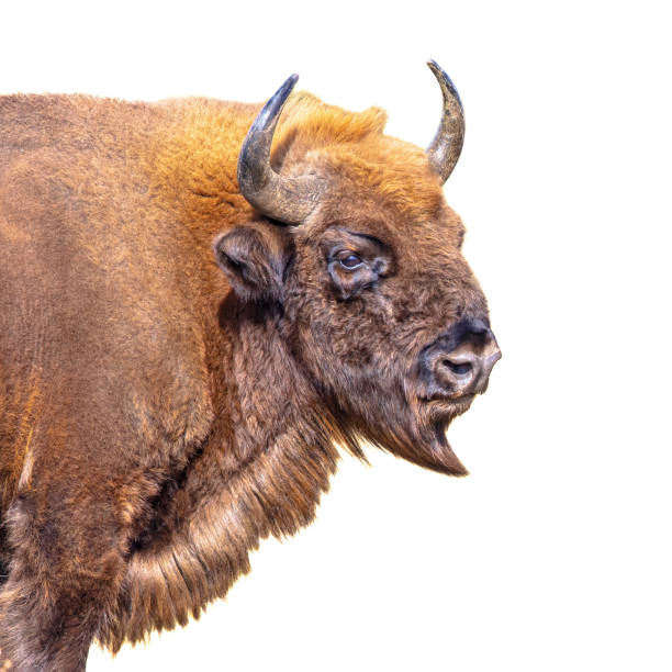 istock Wisent or European bison on white background 2076004947
