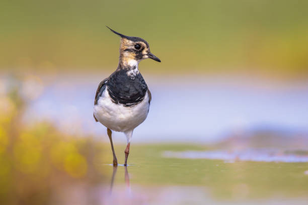 istock Female Northern lapwing wading in shallow water 2076005474